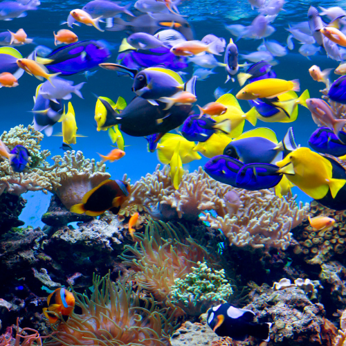 Tropical Aquarium Image